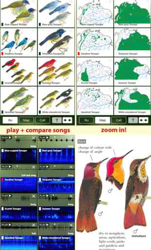 All Birds Trinidad and Tobago - a field guide 3