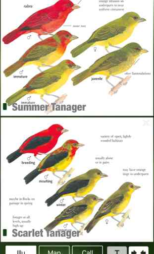 All Birds Trinidad and Tobago - a field guide 4