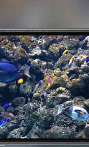 Aquarium - live tropical fish & coral reef 2
