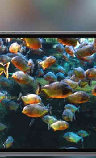 Aquarium - live tropical fish & coral reef 3