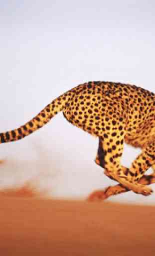 Cheetah Wallpaper 2