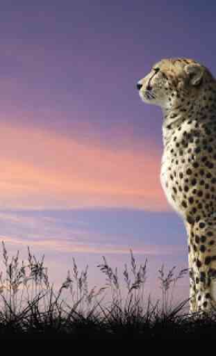 Cheetah Wallpaper 4