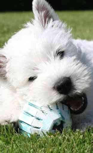 West Highland Terriers 1