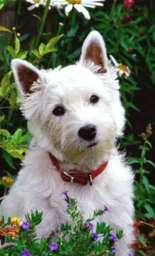 West Highland Terriers 2