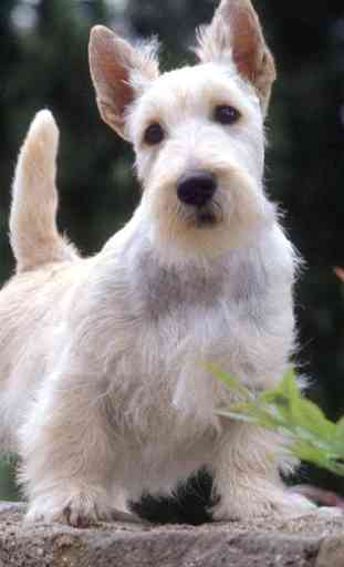West Highland Terriers 3