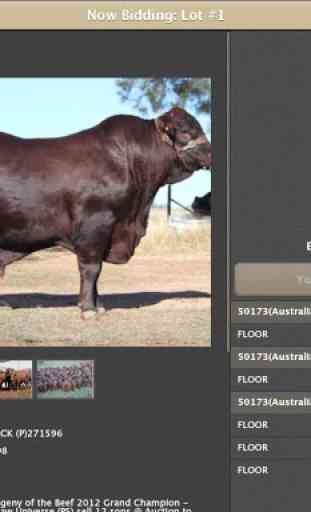 Elite Livestock Auctions 1