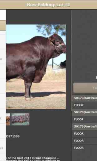 Elite Livestock Auctions 2