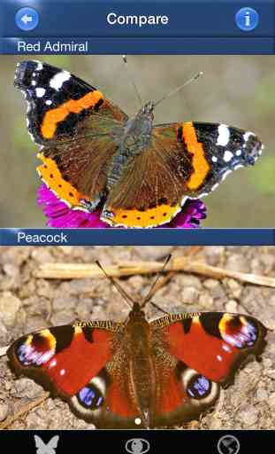 Butterfly Id - The British Identification Guide to Butterflies 3
