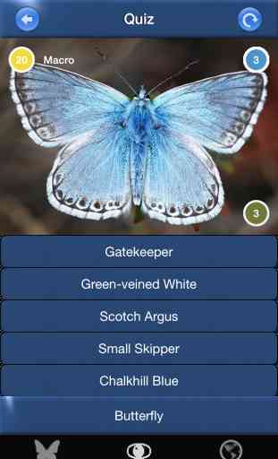 Butterfly Id - The British Identification Guide to Butterflies 4