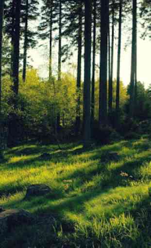 Forest Jigsaw Puzzles 1