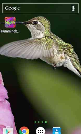 Hummingbirds Live Wallpaper 1