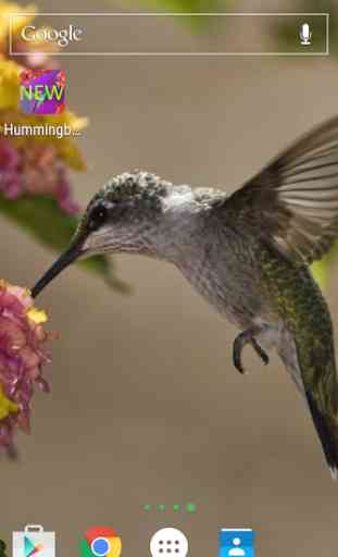 Hummingbirds Live Wallpaper 2