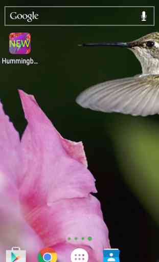 Hummingbirds Live Wallpaper 3