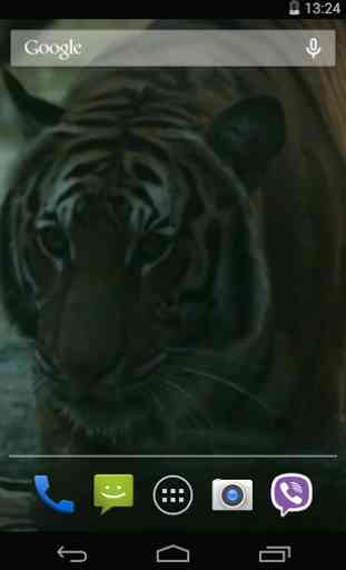 Tiger Video Live Wallpaper 3