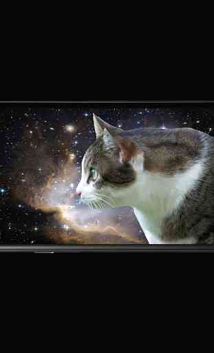 Laser Cat 2