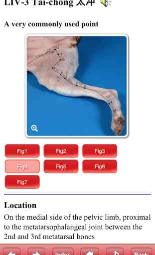 Canine Acupuncture Point Pro 1