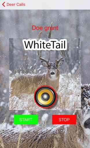 Real Whitetail Hunting Calls & Sounds - Deer 2