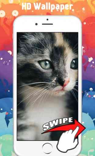 Cute Kitten Cat Wallpapers & Backgrounds 1