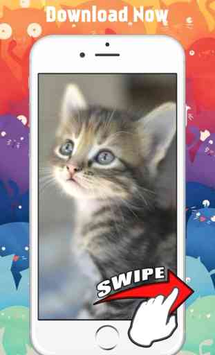 Cute Kitten Cat Wallpapers & Backgrounds 4