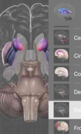3D Brain 4