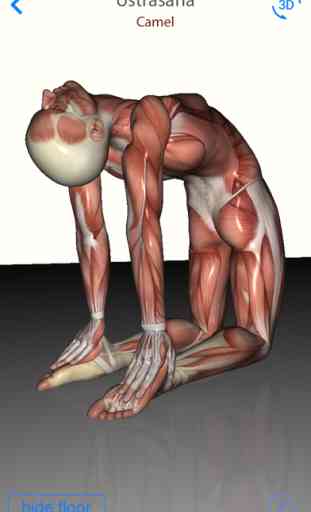 3D Yoga Anatomy 3