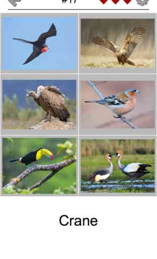 Bird World - Quiz about Famous Birds of the Earth 2