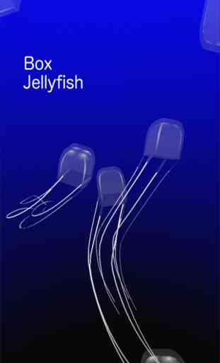 Jellyfish AR/VR 3