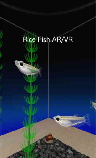 Rice Fish AR/VR 1