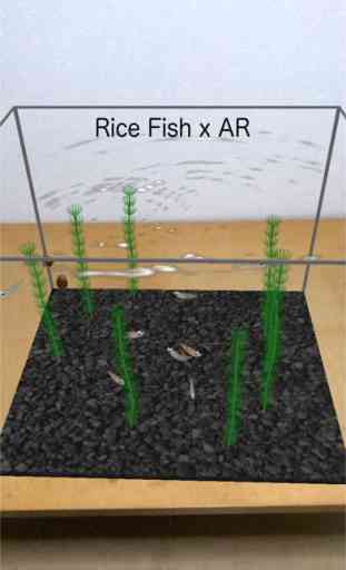 Rice Fish AR/VR 2