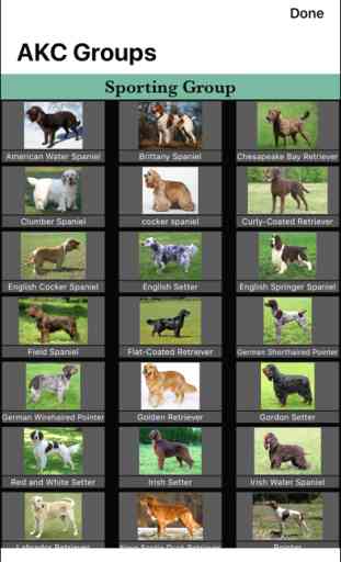 Dog Breed Identifier 4