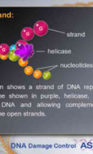 DNA Damage 3