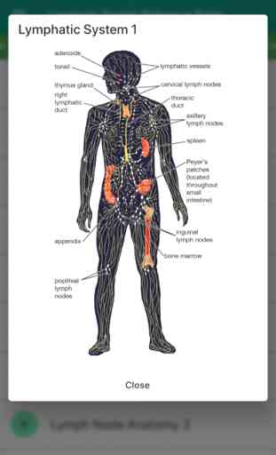 Lymphatic System Reference 2