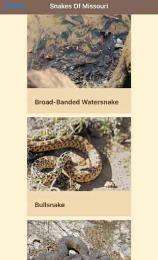 Snakes Of Missouri 2
