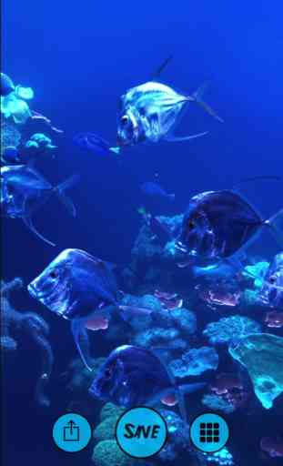 Aquarium Live Wallpapers 1