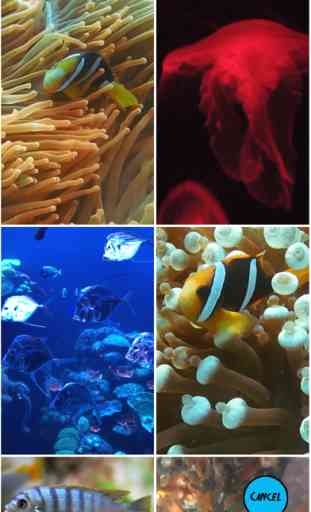 Aquarium Live Wallpapers 3