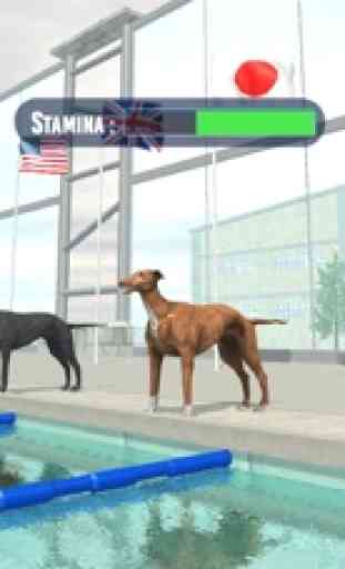 Dog Swimming Race 1