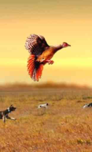 Pheasant Bow Hunting Safari 1