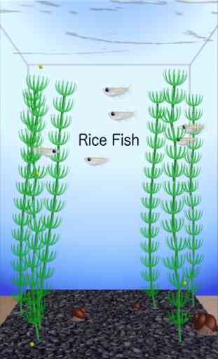 Rice Fish 1