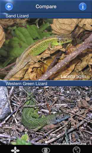 Herptile Id - the Amphibian and Reptile Conservation (ARC) trust's guide to species of the British Isles 3