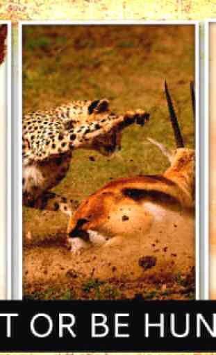 Cheetah Hunter 2016 4