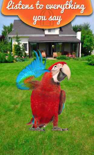 Real Talking Parrot 1
