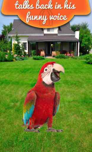 Real Talking Parrot 2