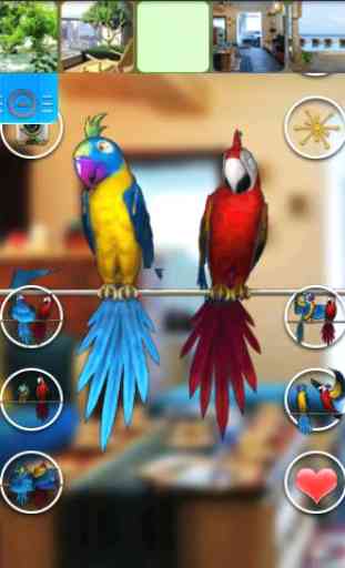 Talking Parrot Couple Free 1
