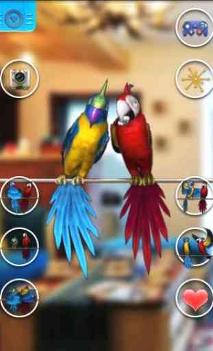 Talking Parrot Couple Free 2