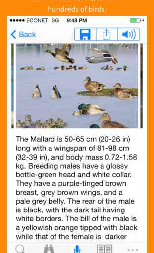 Twigle Birds Field Guide 4