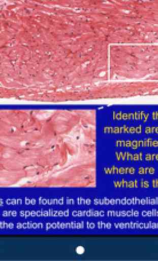 Histology - Cardiovascular and Lymphatic System 4