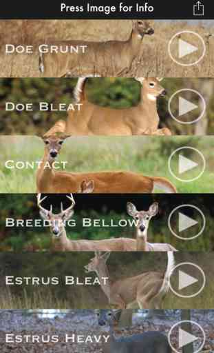 Deer Calls for Whitetail 1
