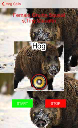 Real Hog Hunting Calls & Sounds 1