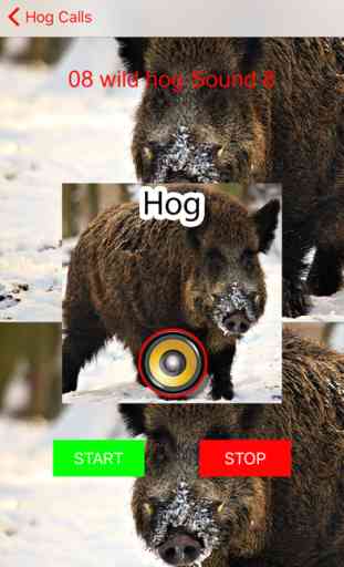 Real Hog Hunting Calls & Sounds 3