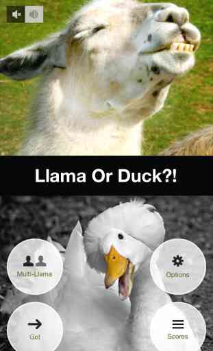 Llama Or Duck?! 2
